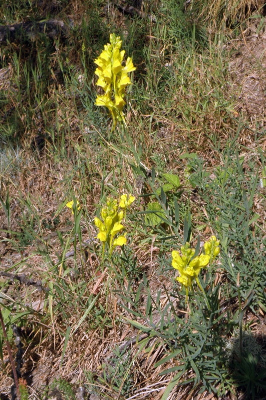 Linaria vulgaris / Linajola comune